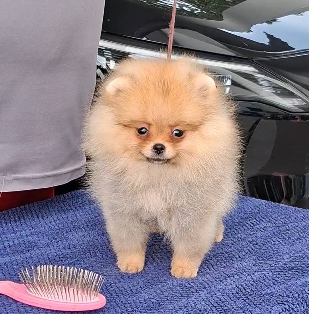 ปอมเมอเรเนียน