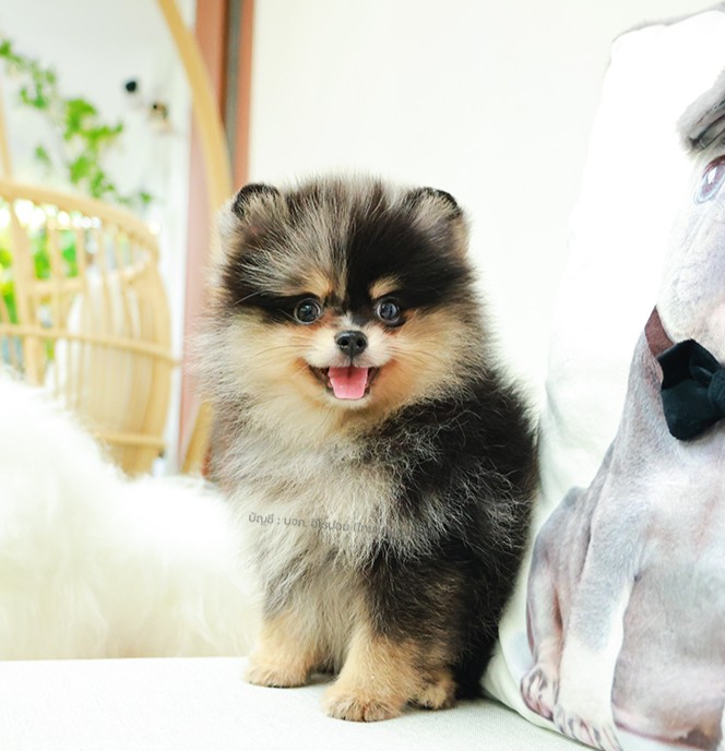 ปอมหน้าหมี ปอมแท้ ปอมเมอเรเนียน HRF-85151 เพศหญิง สีบลูเมอร์เร่แทน อายุ 2 เดือน...