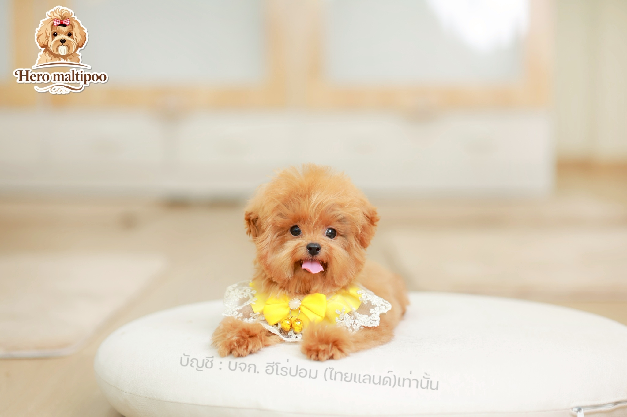 มอลติพู MTP-M-60858 เพศชาย สีแชมเปญ หน้าตาน่ารัก ขาสั้น ขนแน่นฟู ขี้เล่นมาก ตัวเ...