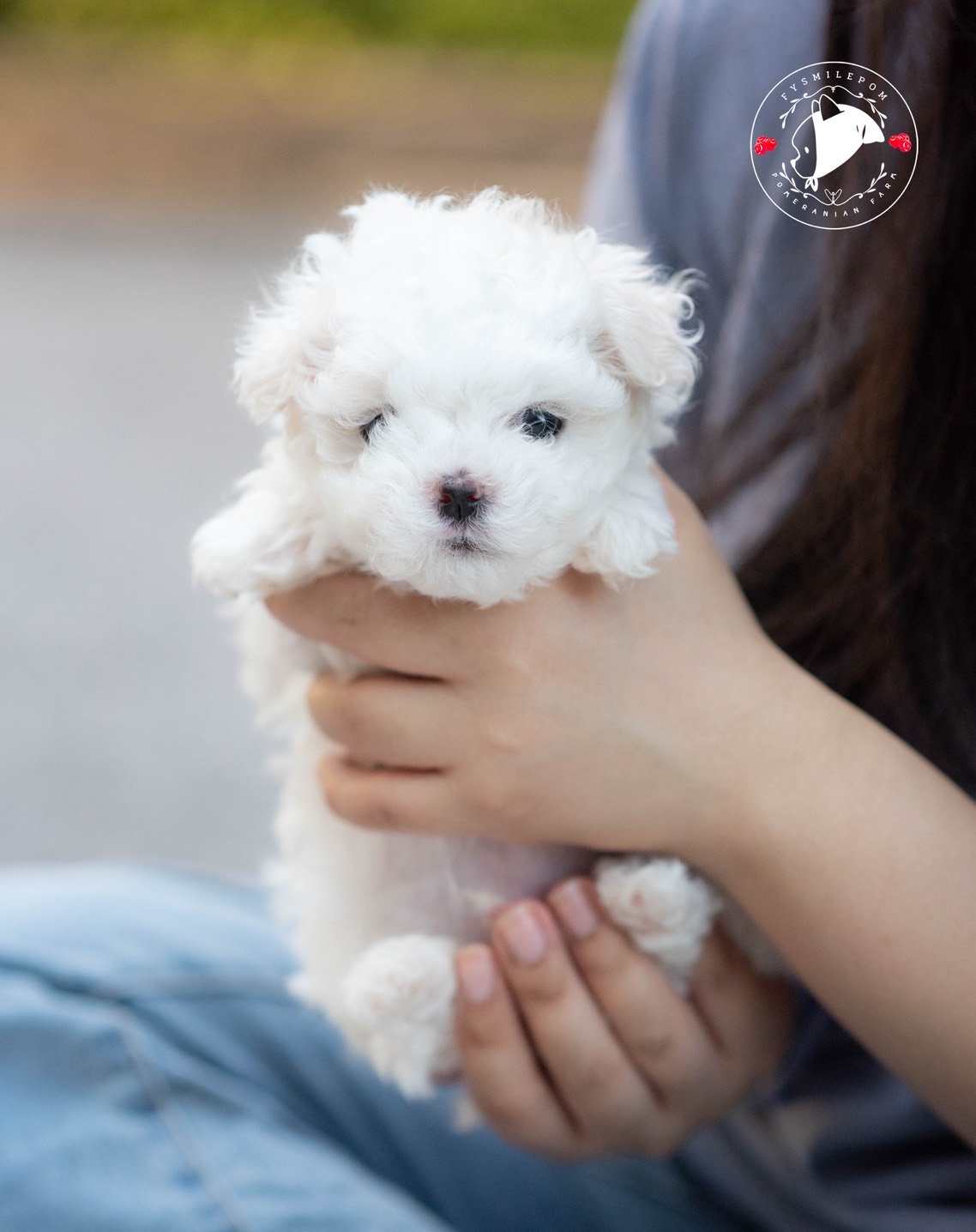 FYsmilepom น้องมอลทีส เพศผู้ หน้าตาน่ารัก พร้อมย้ายบ้านค่ะ 0830777178
