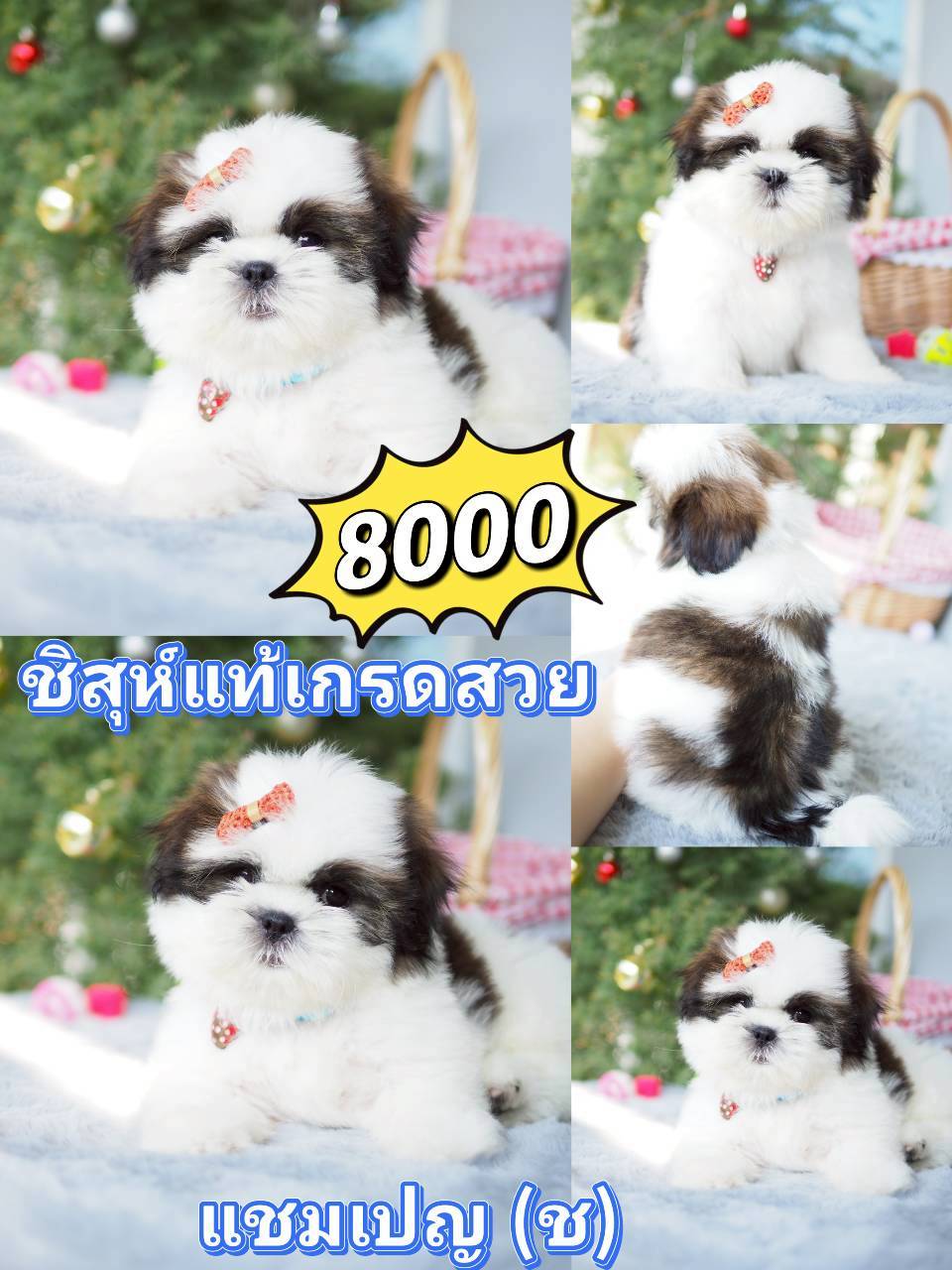 ชิสุ 8000