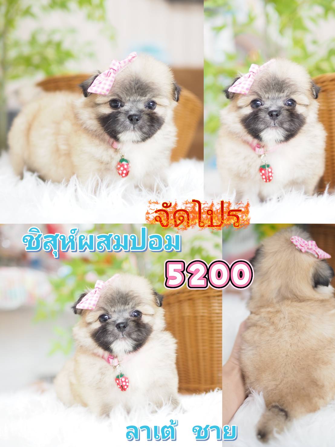 ชิสุผสมปอม