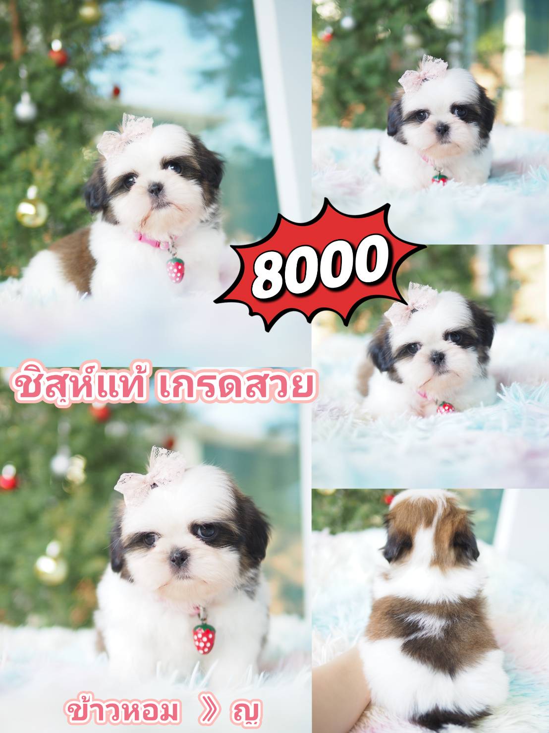 ชิสุ เกรดสวย