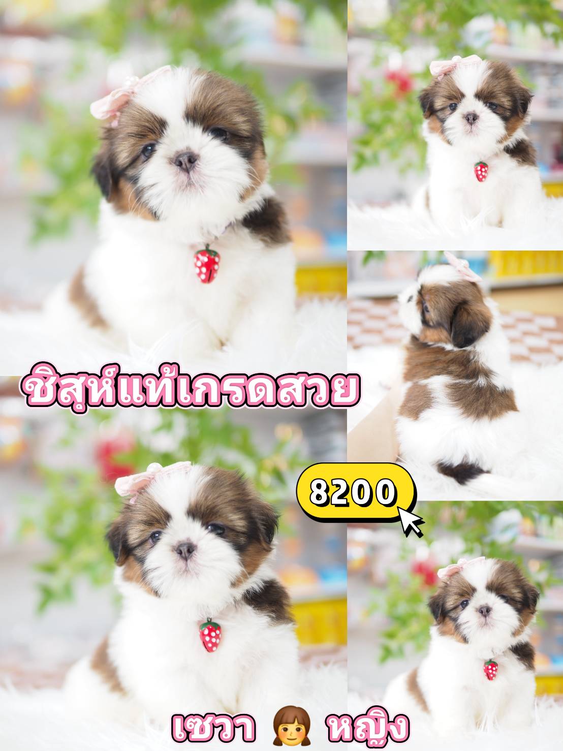 Shihtzu