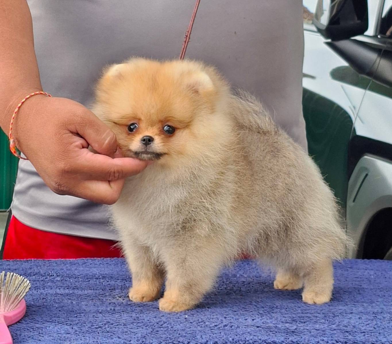 ปอมน้อยเพศผู้