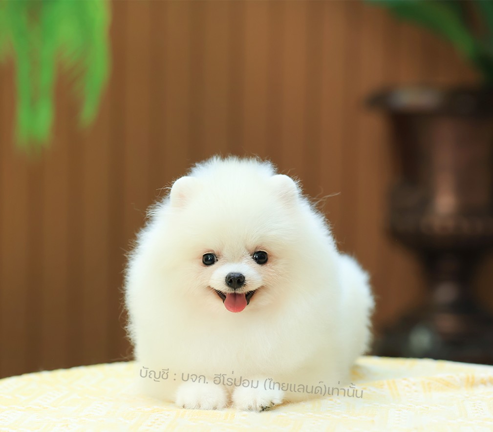 ปอมแท้ ปอมหน้าหมี HRM-10859 เพศชาย สีขาว อายุ 2 เดือน ขนแน่น ขาใหญ่ กินเก่ง หน้า...