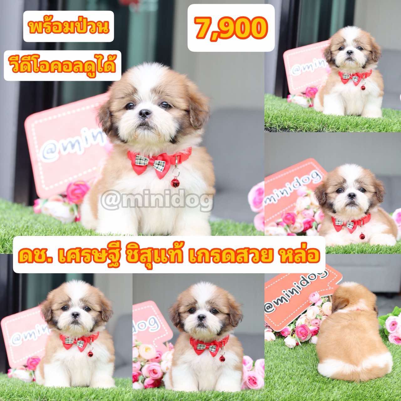 ชิสุแท้เกรดสวย