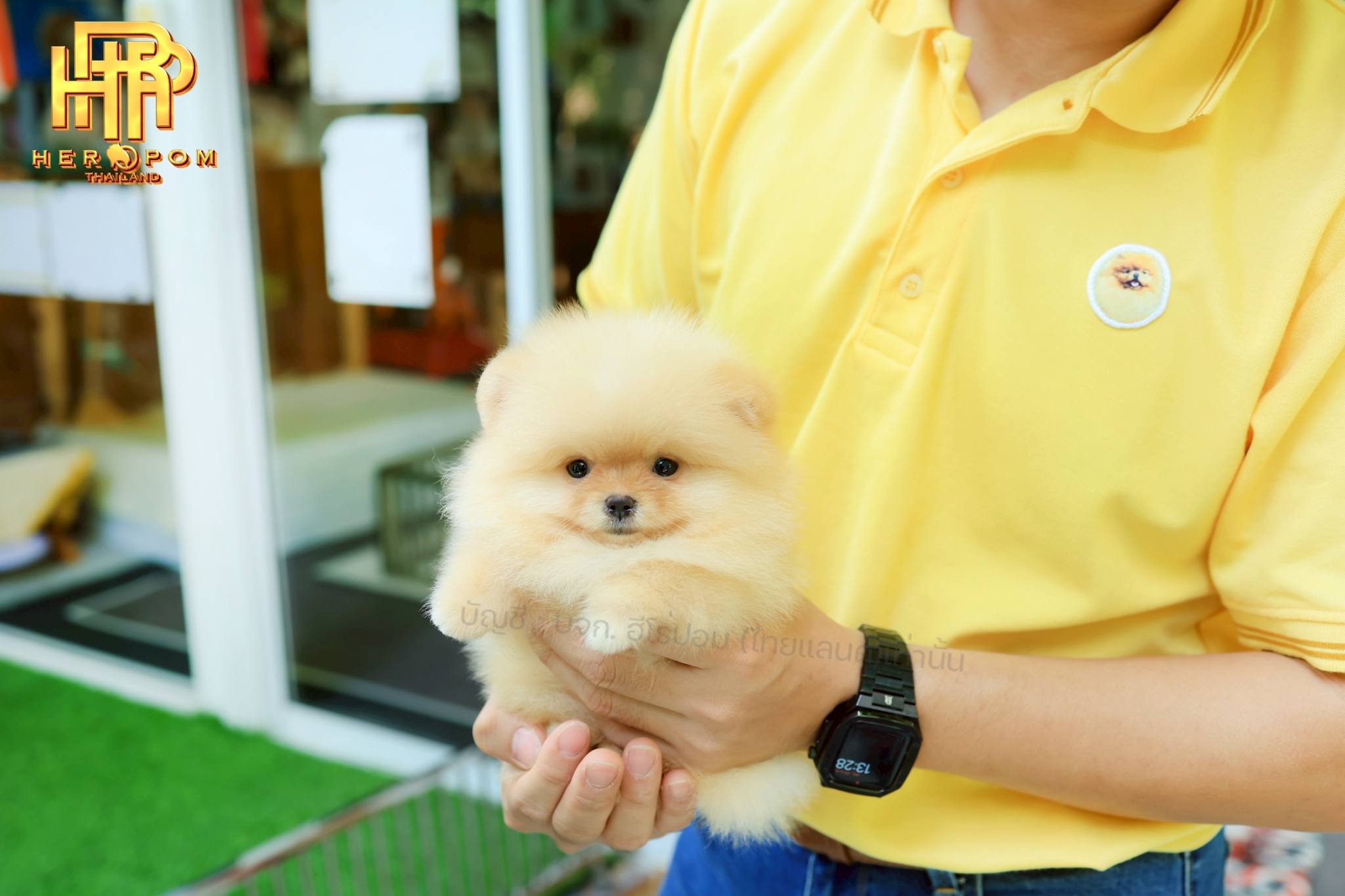 ปอมแท้ ปอมหน้าสั้น HRM-10703 เพศชาย สีส้ม น่ารักมาก ๆ ถ่ายรูปแล้วขึ้นกล้องสุด ๆ...