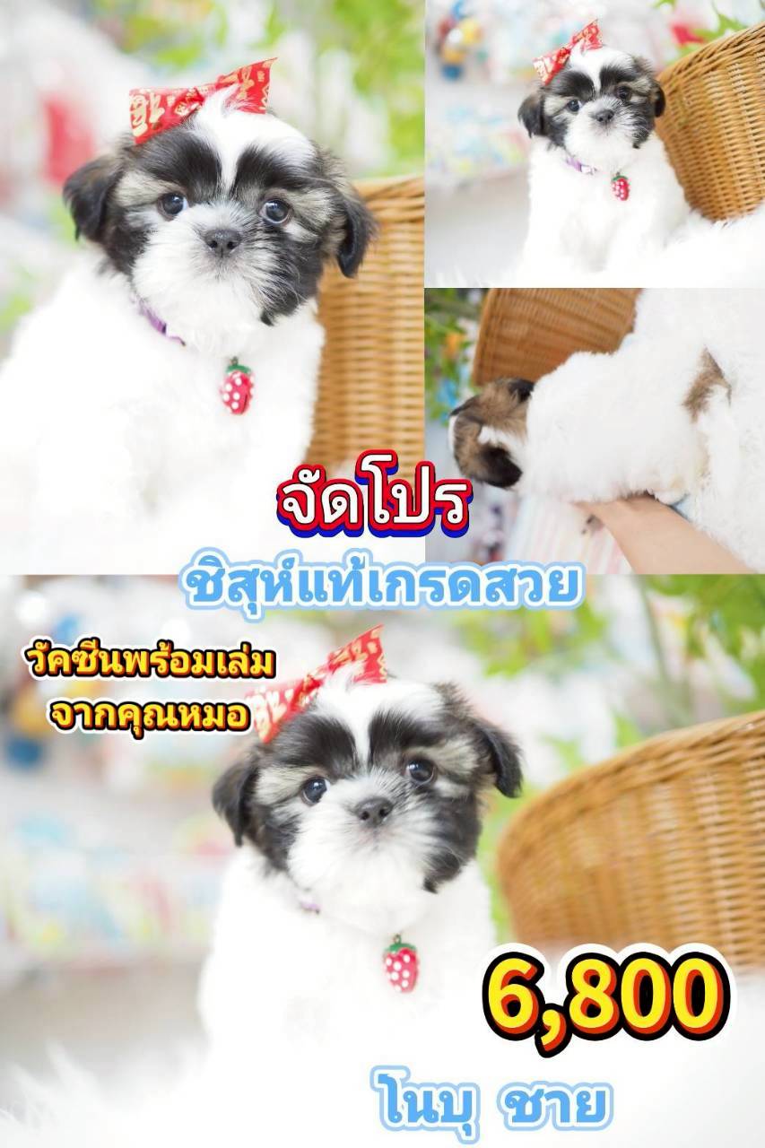 ชิสุห์แท้ ❣️ วัคซีน