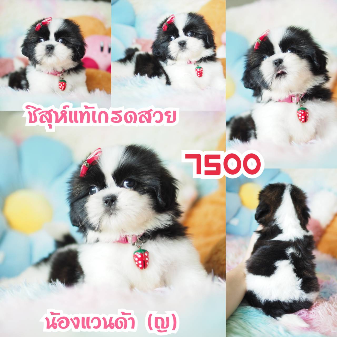 ❤️กิ๊ฟซ่า จัดโปร เกรดสวย สะพานใหม่ กทม.