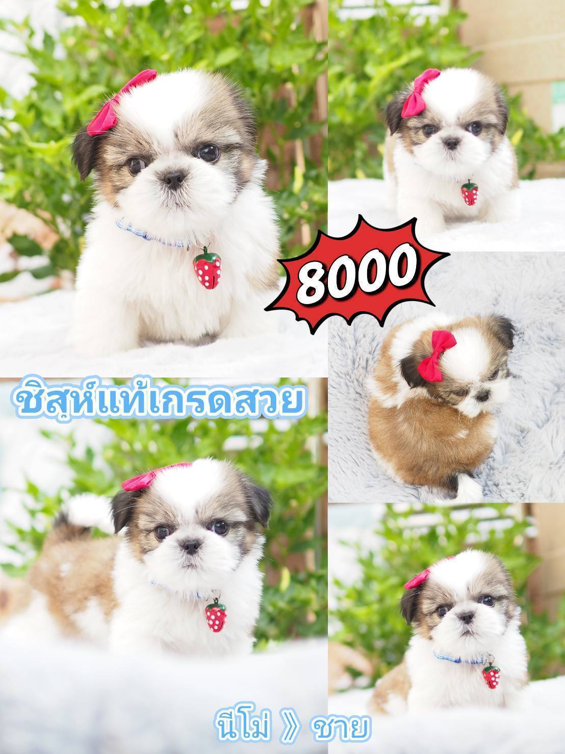 Shihtzu สวย+มีส่วนลด