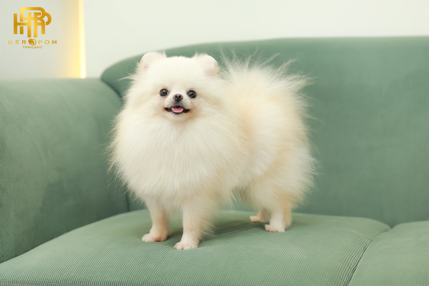 ปอมแท้100% สายเลือดดีๆ ขนแน่นๆ HRF-36785 เพศหญิง สีครีม อายุ 1 ปี สินสอดเบามากๆ...