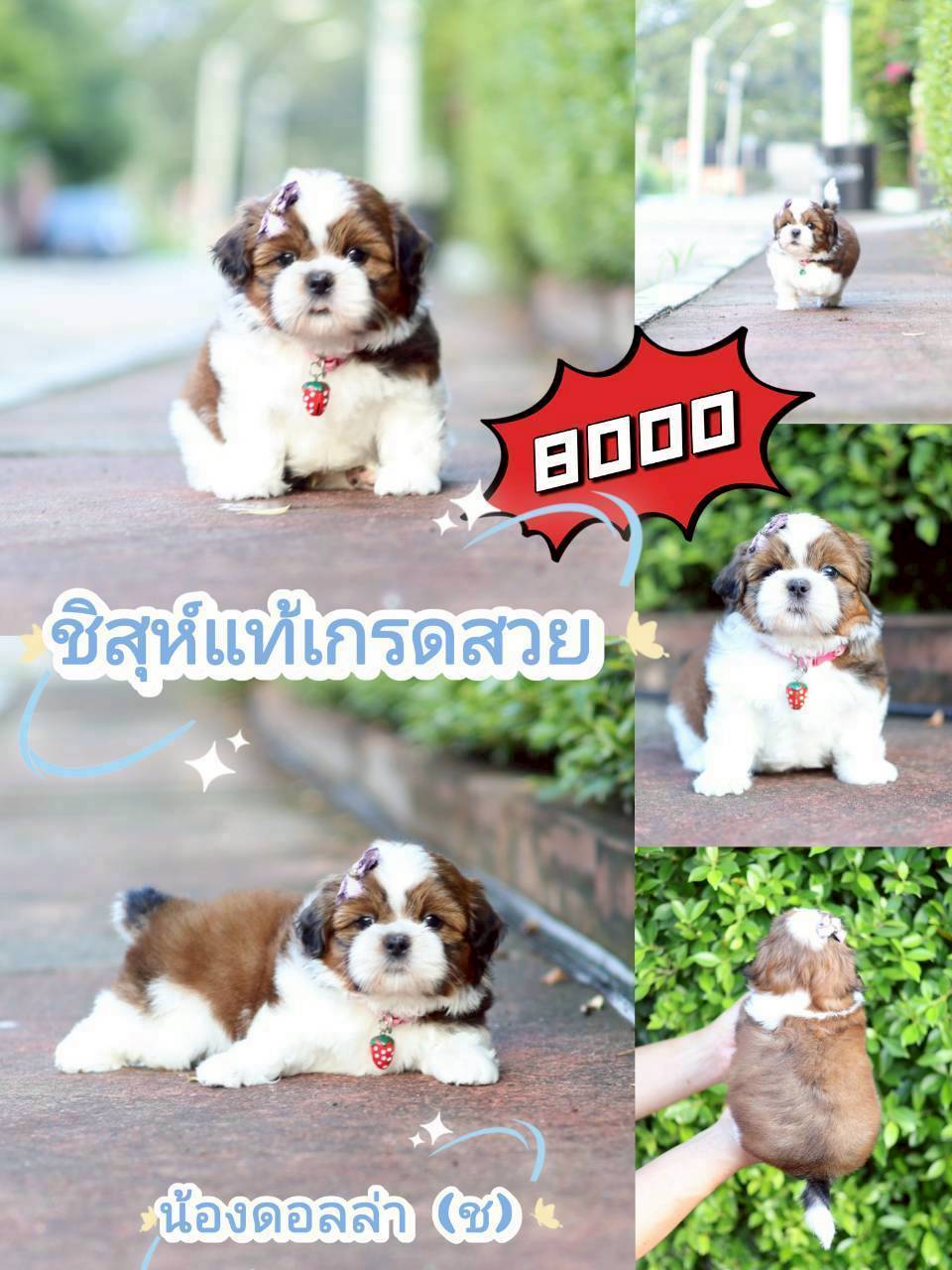 กิ๊ฟซ่า มาแล้ว