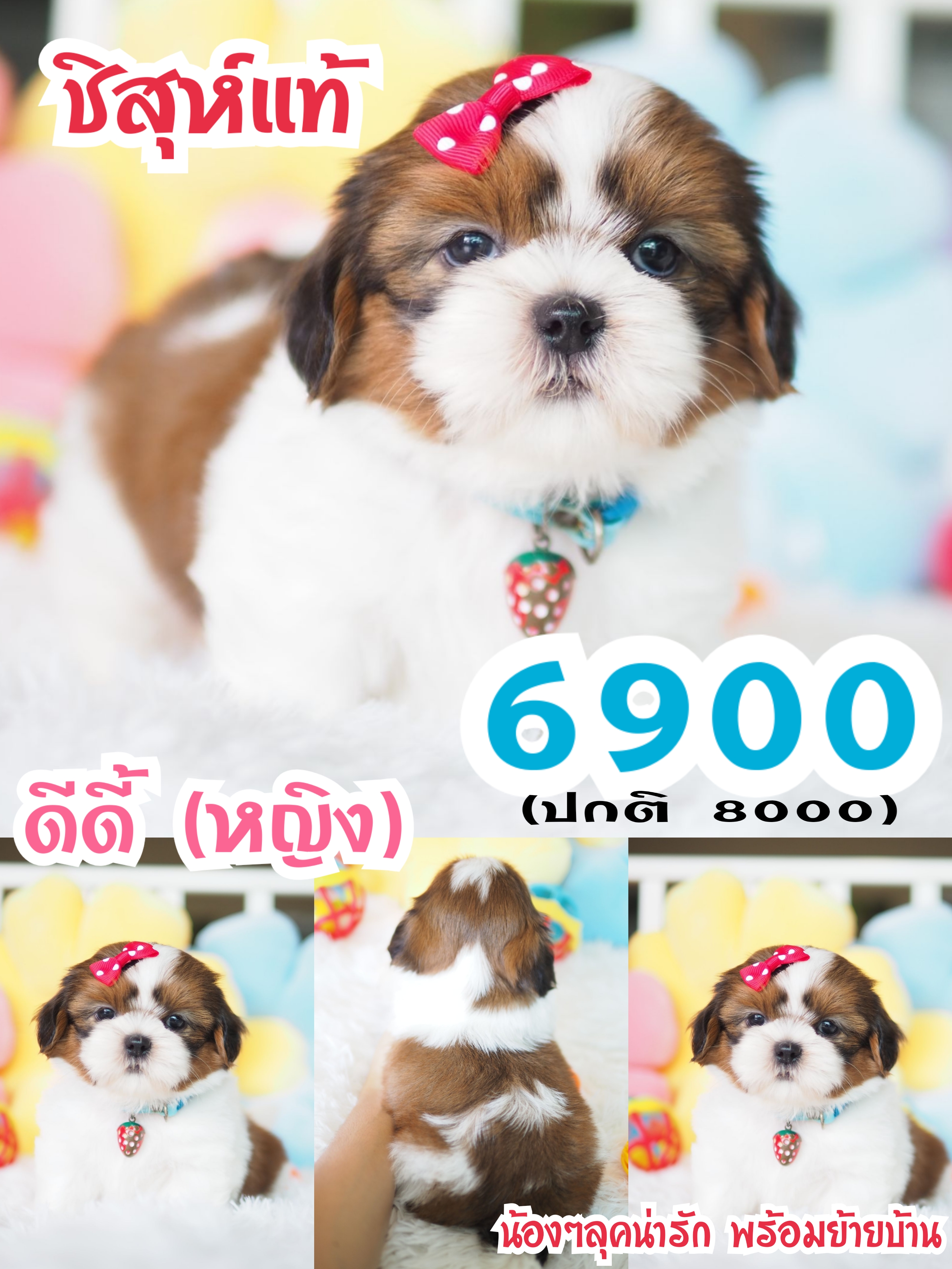 บ้านหมาน่ารัก กิ๊ฟซ่า