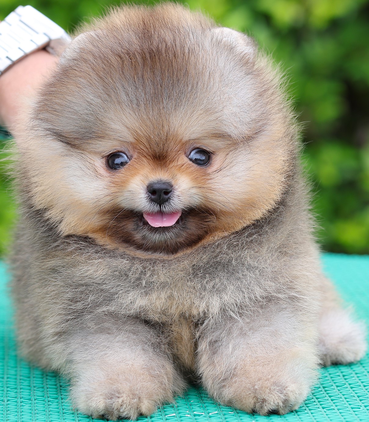 ปอมแท้ ปอมเมอเรเนียน HRM-68589 เพศชาย สีส้ม อายุ 2 เดือน หน้าตาน่ารัก ขาสั้น ขนแ...