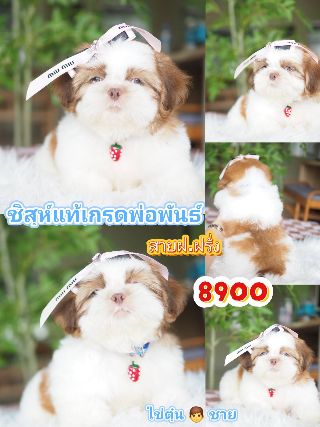 Shihtzu