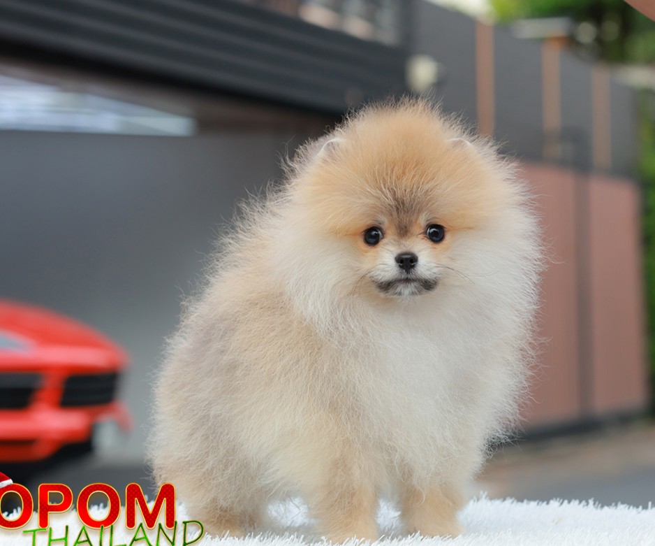 ปอมแท้ ปอมหน้าหมี HRM-10822 เพศชาย สีส้ม อายุ 2 เดือน ขนแน่น ขาใหญ่ กินเก่ง หน้า...