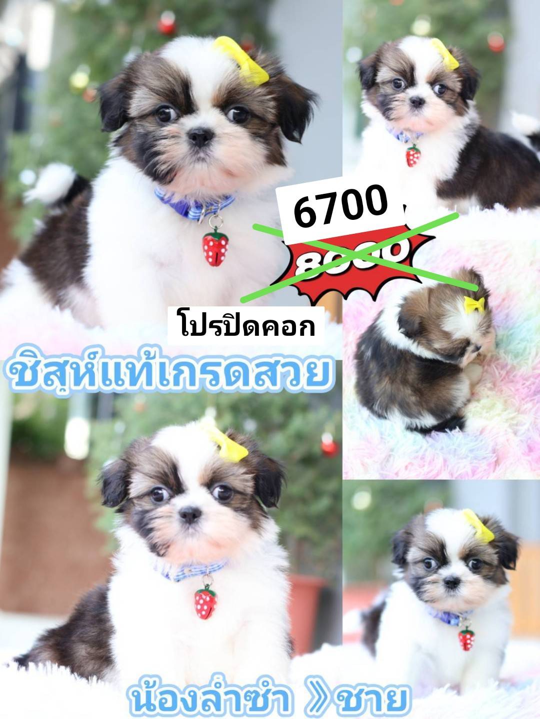 Shihtzu kibzaa