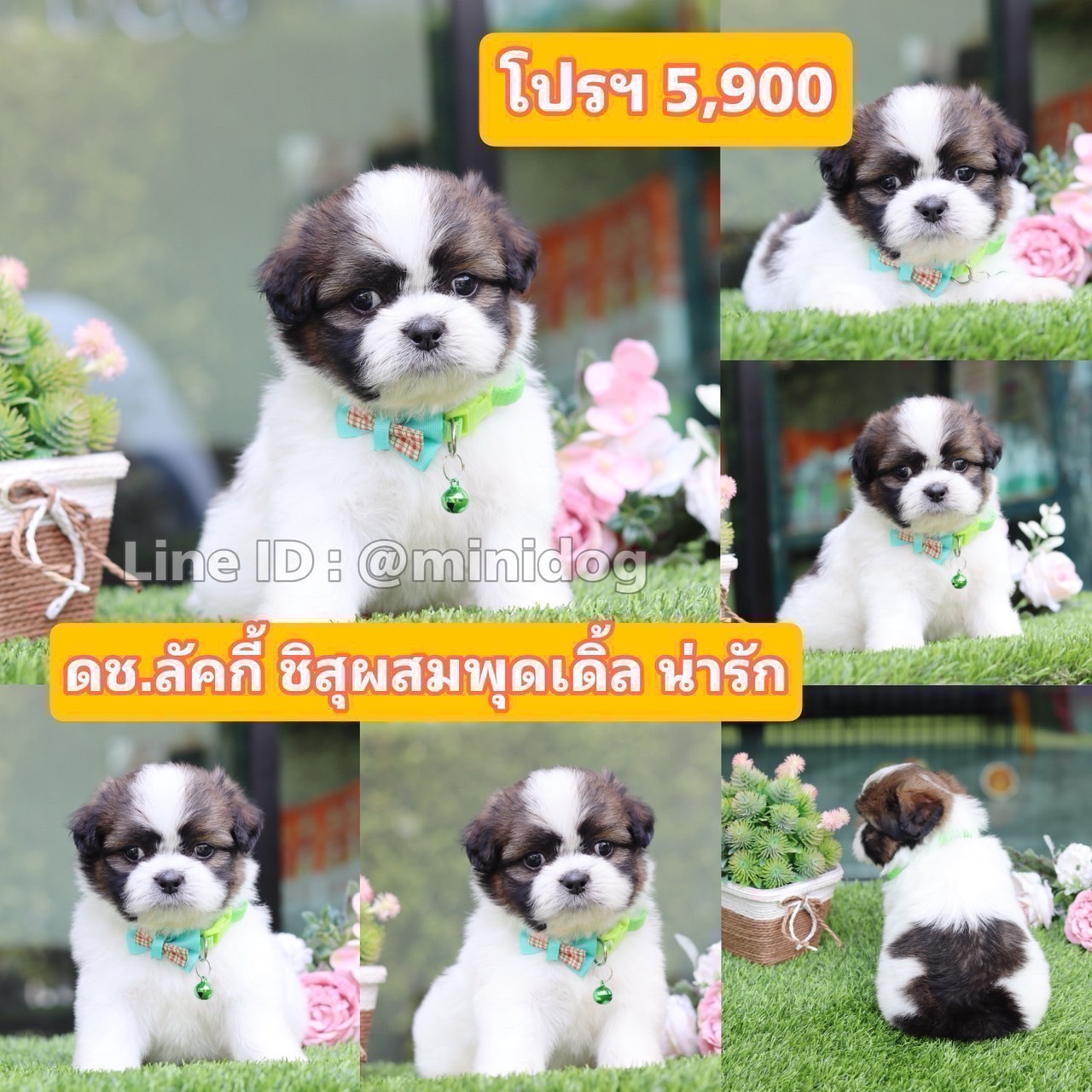 ชิสุผสมพุดเดิ้ล