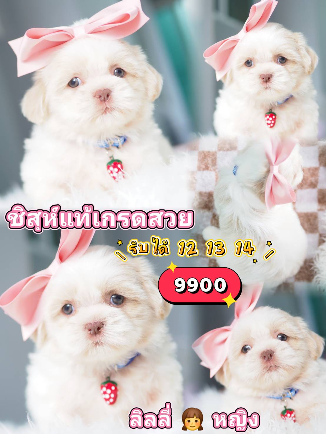 Shihtzu