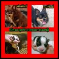 เปิดจองลูก{ Chihuahua } ขนยาวสายเลือดดี หน้าสวย หัวสวย มีคิ้วมีใบPEDIGREEเต็มใบ(...