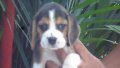 บีเกิ้ล (Beagle) อายุ 40วัน เพศเมีย