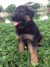 ขายลูกสุนัขเยอรมัน เซพเพอร์ด ขนยาว เพศเมีย 2 ตัว (ขายแล้ว)