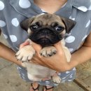 ขายปั๊กหลานไทยแชมป์เพศผู้ใบเพ็ดดีกรีเต็มใบ