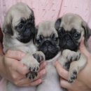 ขายลูกปั๊กชุดใหม่ อ้วนสั้น  สายแชมป์ 