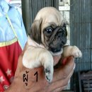 ขายลูกปั๊กชุดใหม่ 41 วันสีฟร้อนท์เพศผู้ 2 ตัว เพศเมีย 1 ตัว เตี้ย อ้วน สั้น