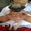 ชุดใหม่!!!  ขายลูกปั๊ก 52 วันสีฟร้อนท์เพศผู้ 3 ตัว เตี้ย อ้วน สั้น