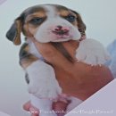BegleBreed มาร์คกิ้งสวย 3 สี ลูกสุนัขบีเกิ้ล สายพันธุ์แท้ Beagle
