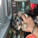 น้องyork