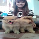 ขายสุนัขปอมบ้านแท้ ๆ ราคา พิเศษ 