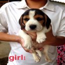 เปิดจองน้องหมาบีเกิ้ล สามสี น่าตาน่ารัก สุขภาพแข็งแรง วัคซีนเข็มแรกให้ก่อนส่ง พร...