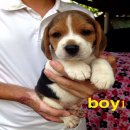 เปิดจองน้องหมาบีเกิ้ล สามสี น่าตาน่ารักมาก สุขภาพแข็งแรง ราคาไม่แพง จัดส่งฟรี