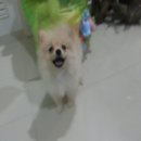 ขายปอมปอมสีครีม เพศเมียครับ (บางแค)