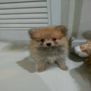 ขายปอม ดำ น้ำตาล ครับ  เพศเมีย อยู่บางแคครับ