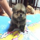 ขายน้องปอมเพศผู้สี่ตัวสวยๆค่ะ