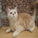 Scottish Fold SCFC ขี้อ้อนมาก