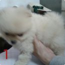 ลูกปอมๆขายเพศผู้