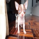 ขายชิวาวาT-cup สีช็อคราคาถูก