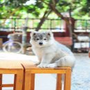 ลูกไซบีเรียน 3 ตัวสุดท้าย ลดราคาแล้วคับ!!! สวยๆๆ เลยคับ 7,000 บาท