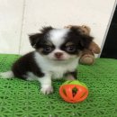 ชิวาวา ขนยาว ไซด์เล็ก มีใบเพ็ดดีกรี