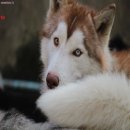 ขาย ไซบีเรียน ฮัสกี้,  กทม  มารับเองลดได้ครับ มีใบเพตดีกีรับลอง