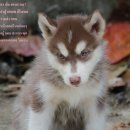 ขาย ไซบีเรียน ฮัสกี้,  กทม  มารับเองลดได้ครับ มีใบเพตดีกีรับลอง