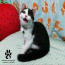 Scottish fold เพศชาย ใบเพ็ดชมรมscfc พร้อมย้าย ราคาพิเศษ