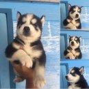 ไซบีเรียน ฮัสกี้ ผู้2ตัว  7000-7700 (รับบัตรเครดิต)