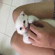SCOTTISH FOLD แท้100%(น้องได้บ้านแล้วครับ)