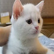 หนุ่มน้อยสก็อตติชโฟลด์สีขาวล้วน อายุสองเดือน พร้อมย้ายบ้านจ้า